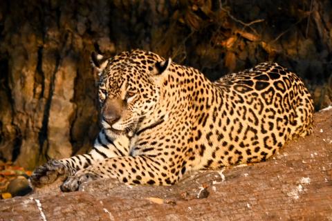 Jaguar of Pantanal 3