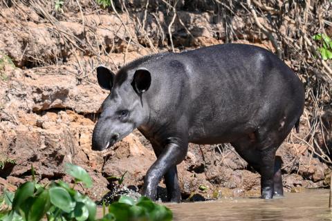Tapir of Pantanal
