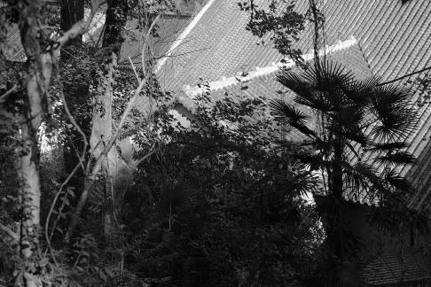 Journey to Yuelu Mountain 82