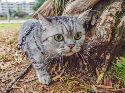 foraging