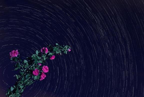 Stars at night in my backyard