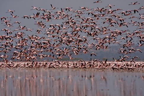 Flock of flamingos flying