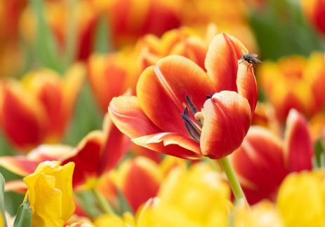 Fly accompanying tulip