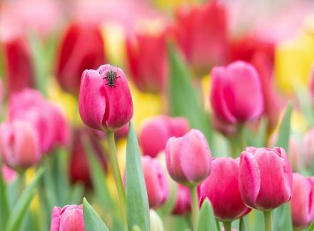 Fly on tulip