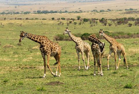 Zebras walking together