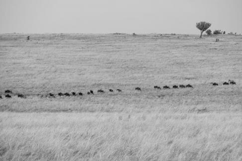 Connected in a line