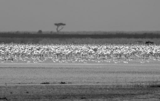 Flamingo river
