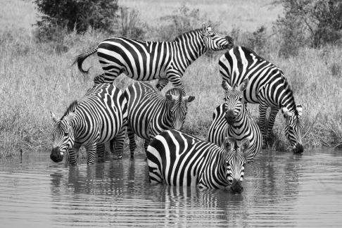 Six zebras