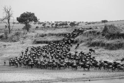 Wildebeests crossing the river