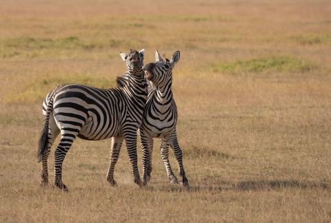 Cute Zebras