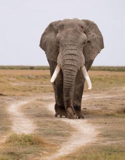 Elephant moving forward