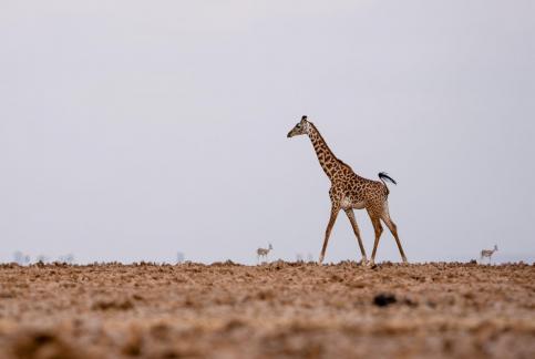 Solitary giraffe
